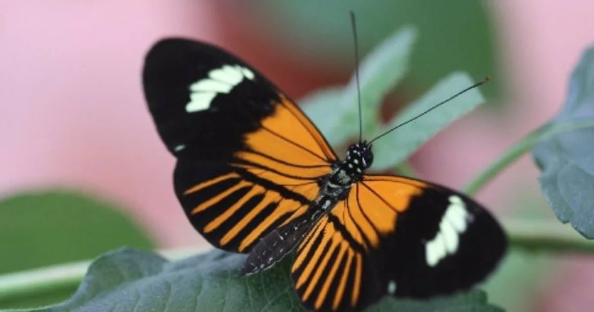 Heliconius elevatus, a surpreendente borboleta amazônica que surgiu de um cruzamento incomum de espécies