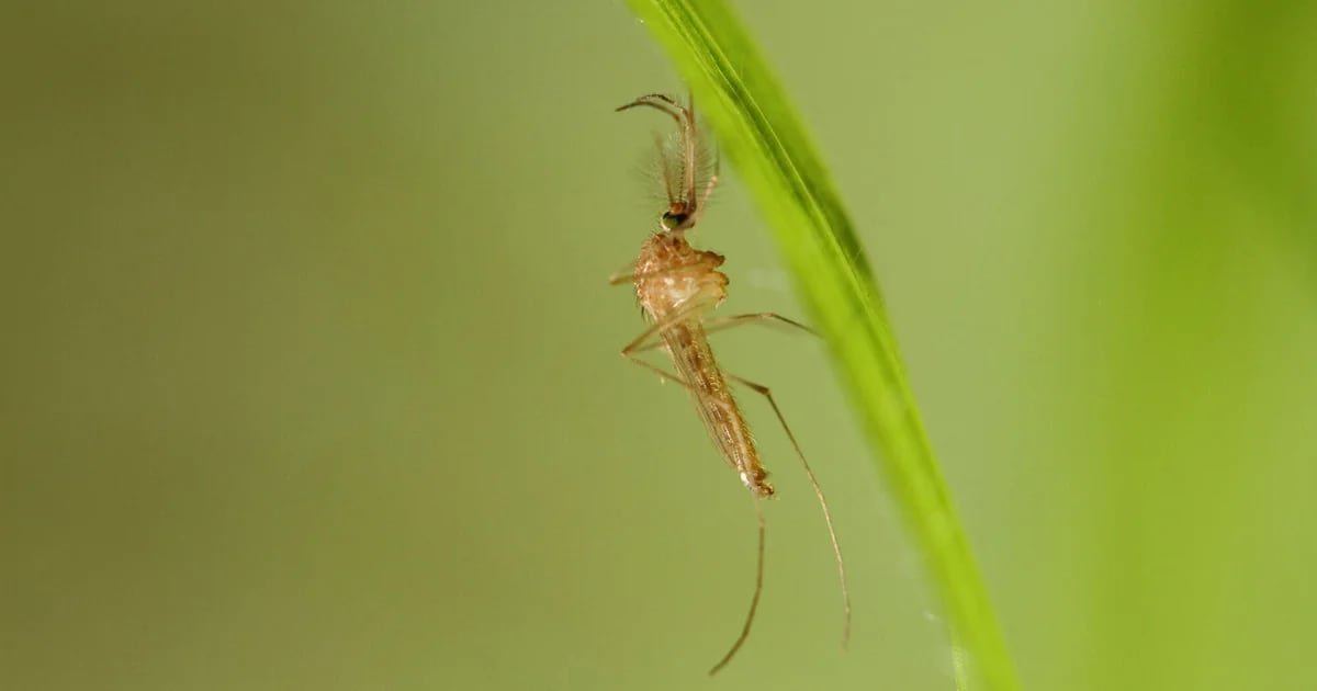 Efeito das mudanças climáticas?  As doenças transmitidas por mosquitos estão a crescer na Europa