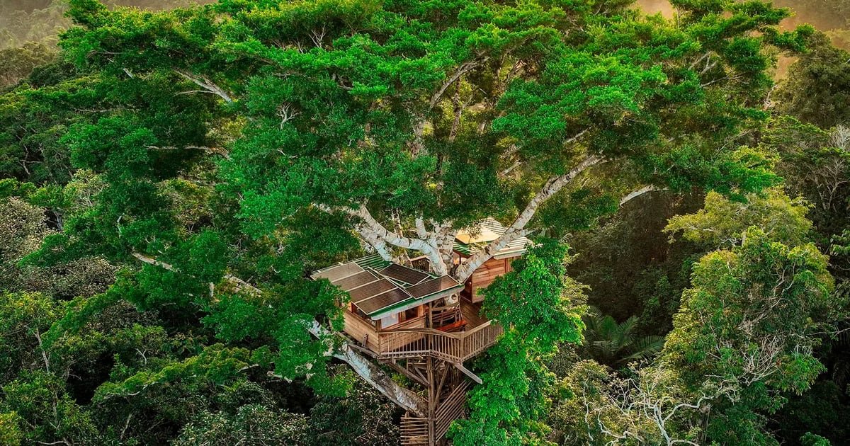 No meio da floresta tropical: esta é a casa na árvore mais alta da Amazônia